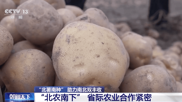北薯南种能助力南北双丰收吗?