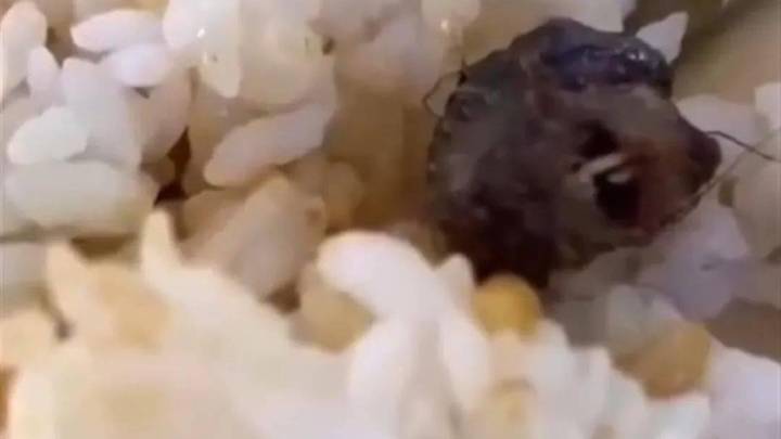 江西高校食堂吃出老鼠头,市监局长遭举报,你觉得谁的责任更大?