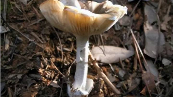 发病15例,死亡5例,你敢吃野生蘑菇吗?
