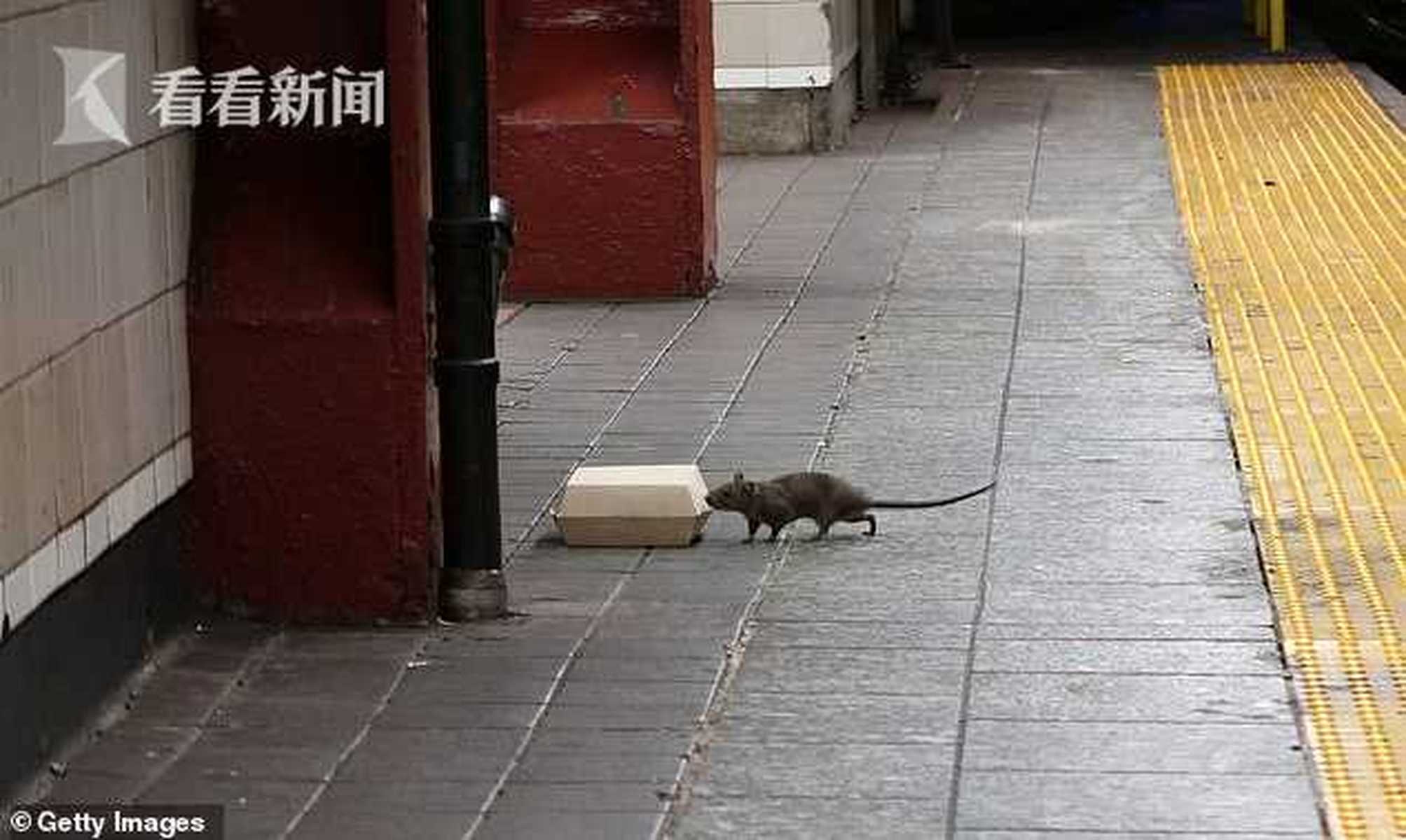 环卫经费削减1亿 纽约人行道变垃圾场老鼠横行