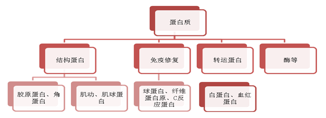 看看我们家族就明白了我 的 家 族在机体蛋白质不足时,免疫系统抵抗力