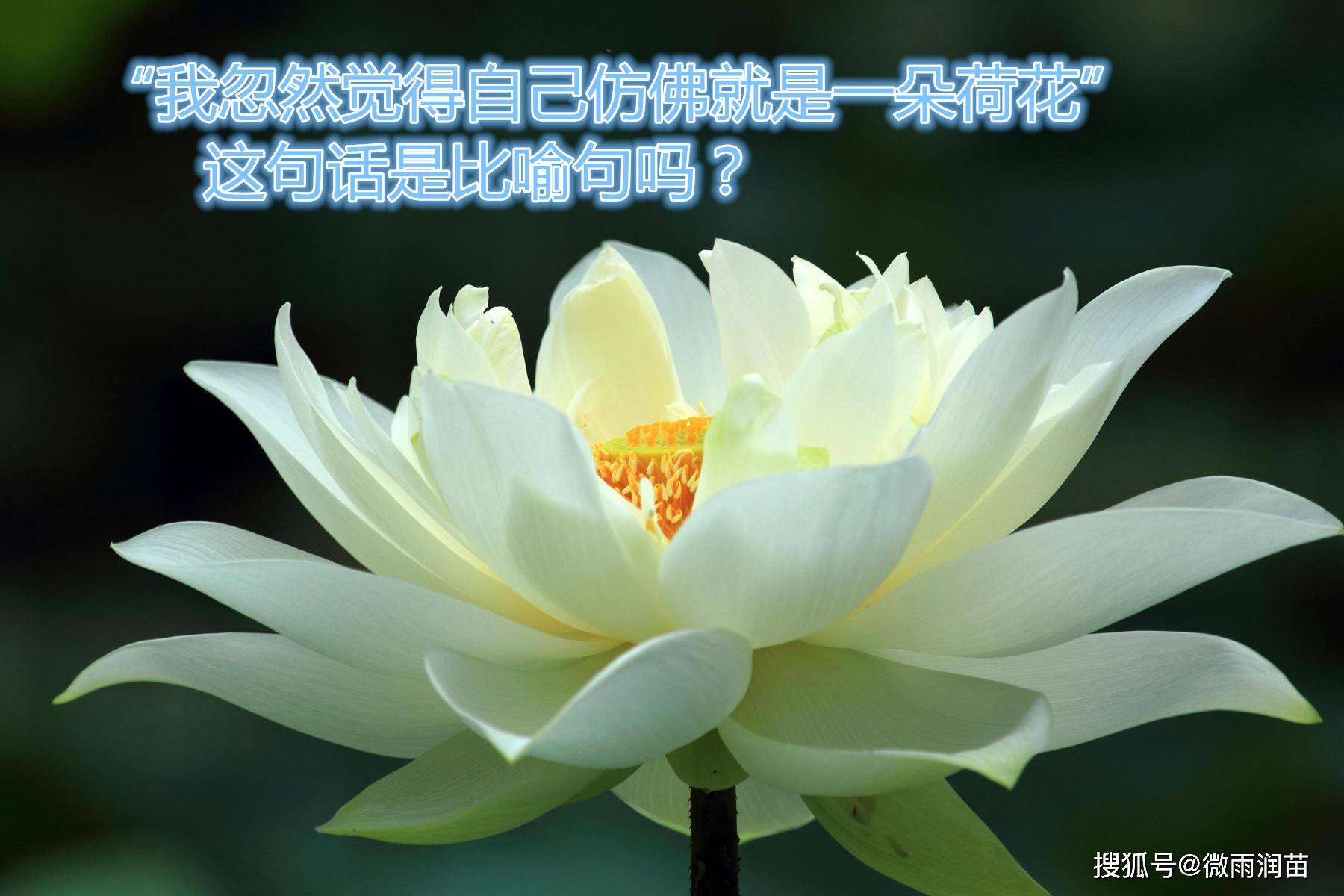 原创我觉得自己仿佛就是一朵荷花,这句话是比喻句吗?老师们意见不同