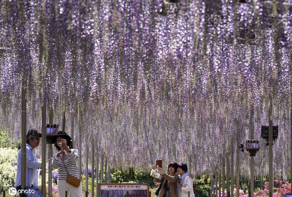 一帘幽梦惹人心醉!日本足利花卉公园紫藤花开