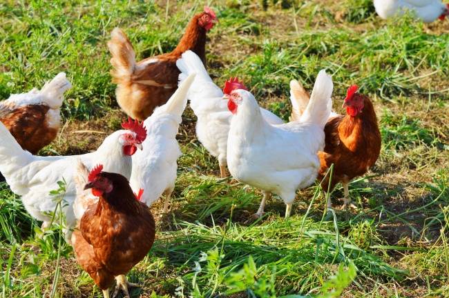 根据临床症状,剖检变化检查结果诊断该鸡场发生的疫病为鸡霍乱.