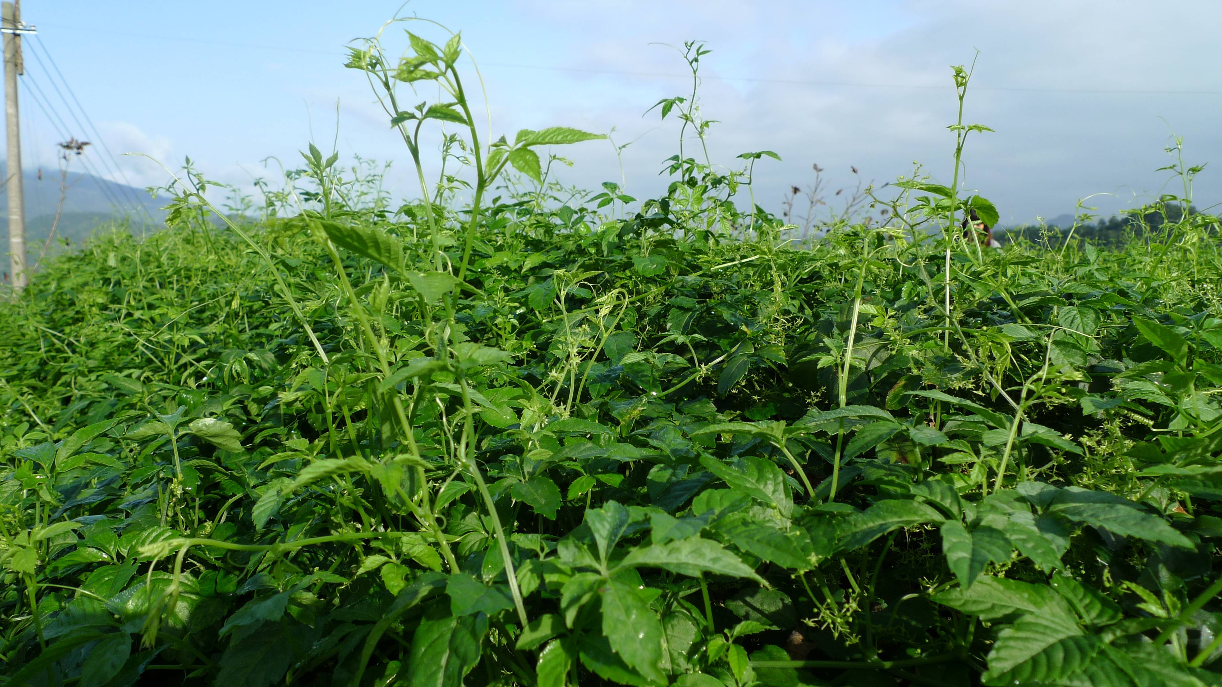 绞股蓝茶的原产地居然和朱鹮的栖息的地方密切相关