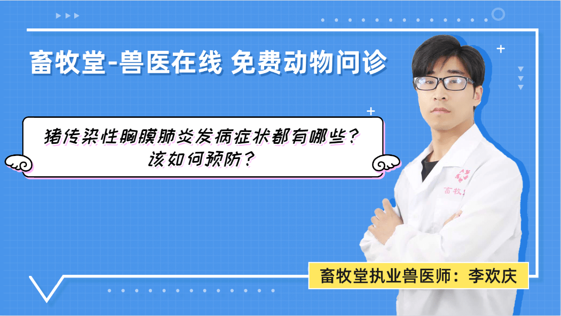 猪传染性胸膜肺炎发病症状都有哪些?猪传染性胸膜肺炎