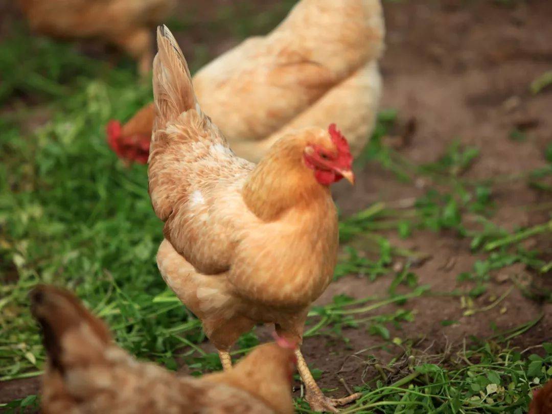味"的饲料鸡,圈养鸡,追求的是口感好,野味浓,营养价值高,无公害的土鸡