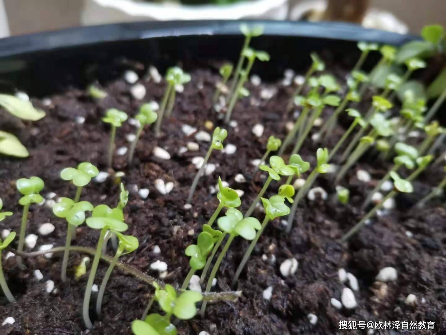 种果蔬并非能发芽就万事大吉,如果徒长,那也是白费心机_植物