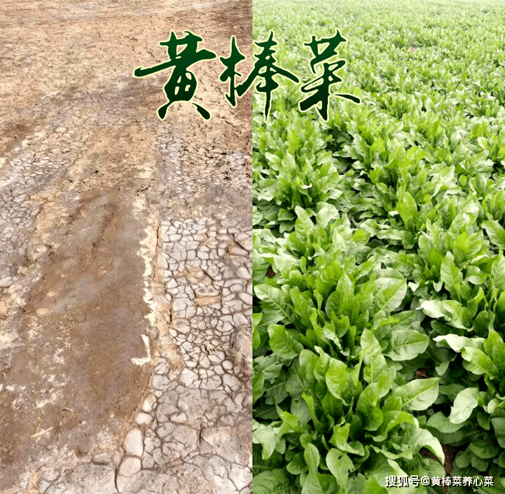 黄棒菜种植生态适应性卓越还具有土地改良价值种植即修复