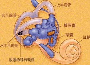 王俊凯得了耳石症,耳石症到底是啥?