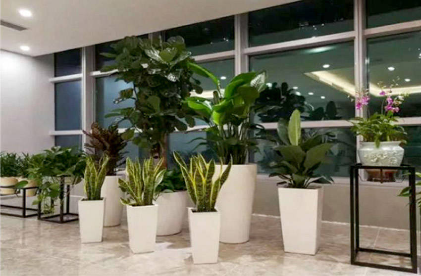 会场盆栽绿植租摆,广州专业植物租赁公司提供费用方案!