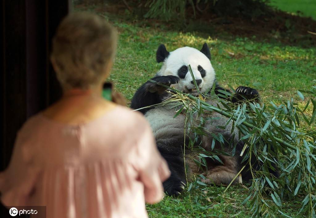 美国动物园重新开放 旅美大熊猫亮相萌翻游