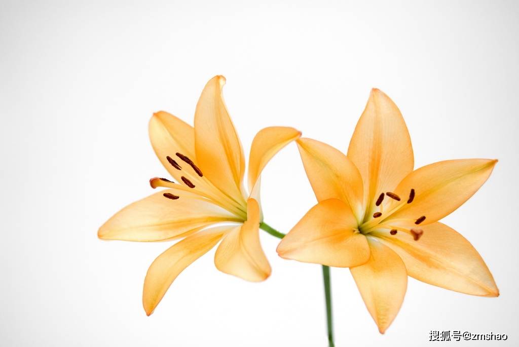 彩色百合花