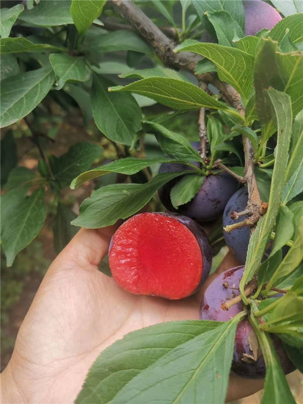 早熟李子品种风味玫瑰李子有哪些特点