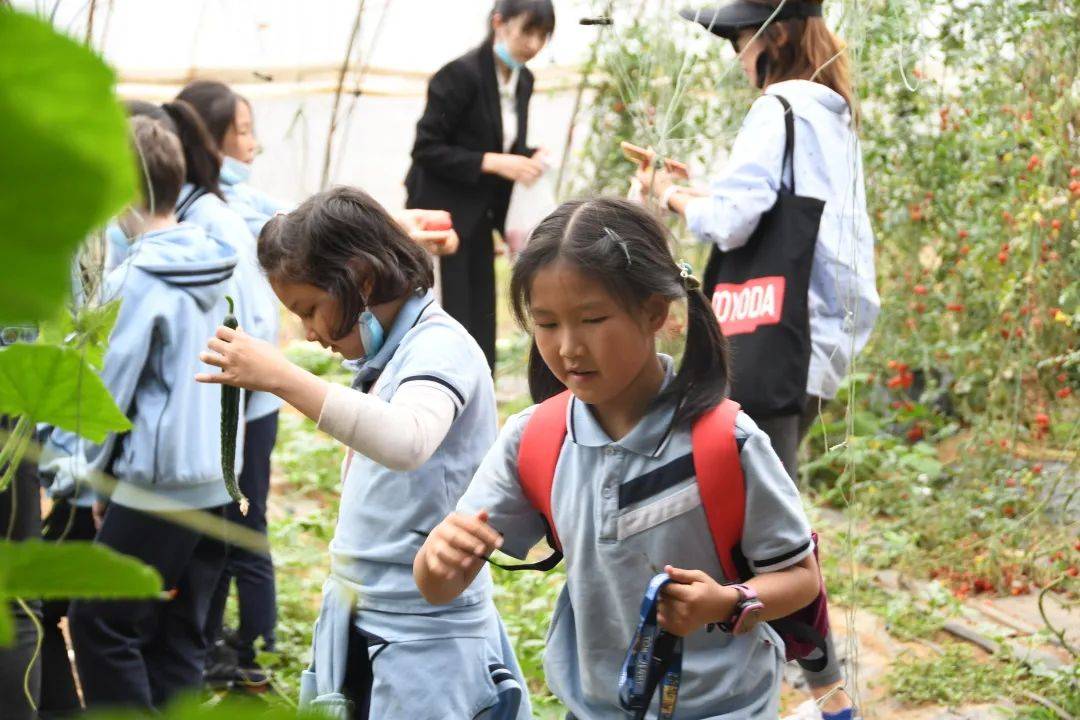 六一农场采摘徜徉淳朴的田园风光