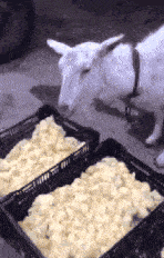 搞笑段子1: 两个乞丐,冬天很饿.看到一坨屎,两个人为了活命,都想吃.