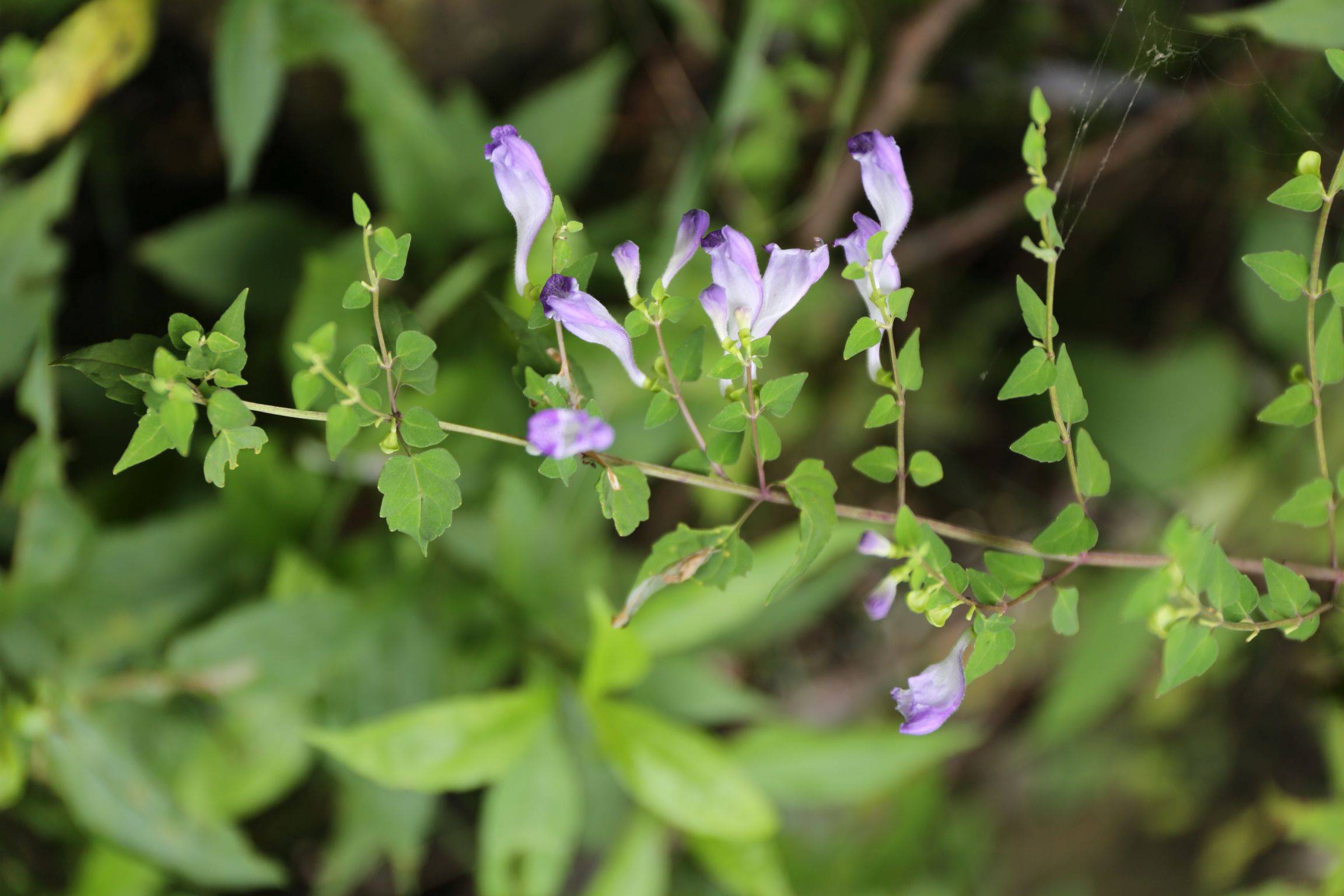 庆元植物1405-唇形科-黄芩属-岩藿香