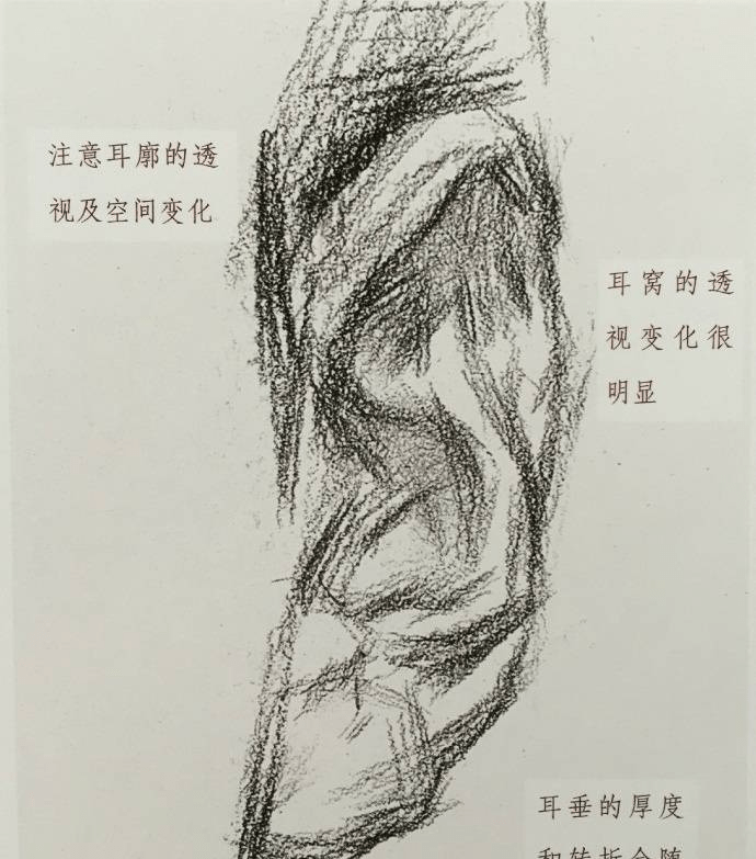 耳朵结构线稿对比范画 #手绘素描头像必备素材