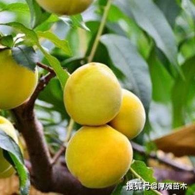 黄桃苗批发多少钱一颗,黄桃树肥水管理,黄桃树病虫害预防