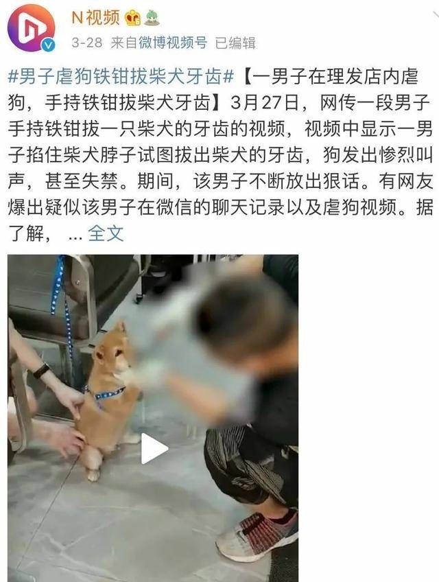 小柴犬四个犬牙被生生拔掉,主人却扬言:狗是我买的怎么了?