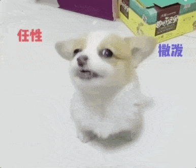 网友收养了一只