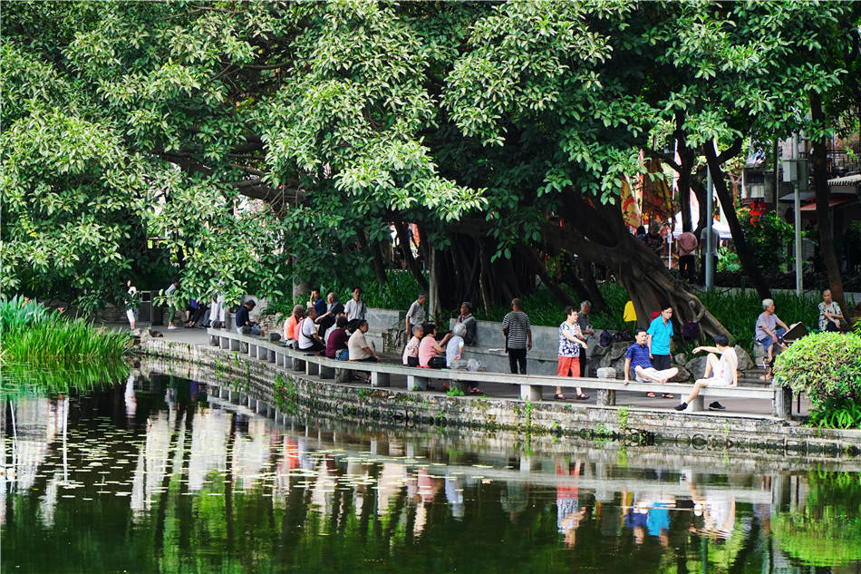 原创广州,荔湾区,荔枝湾公园,相伴人文荟萃之湖堤岸树