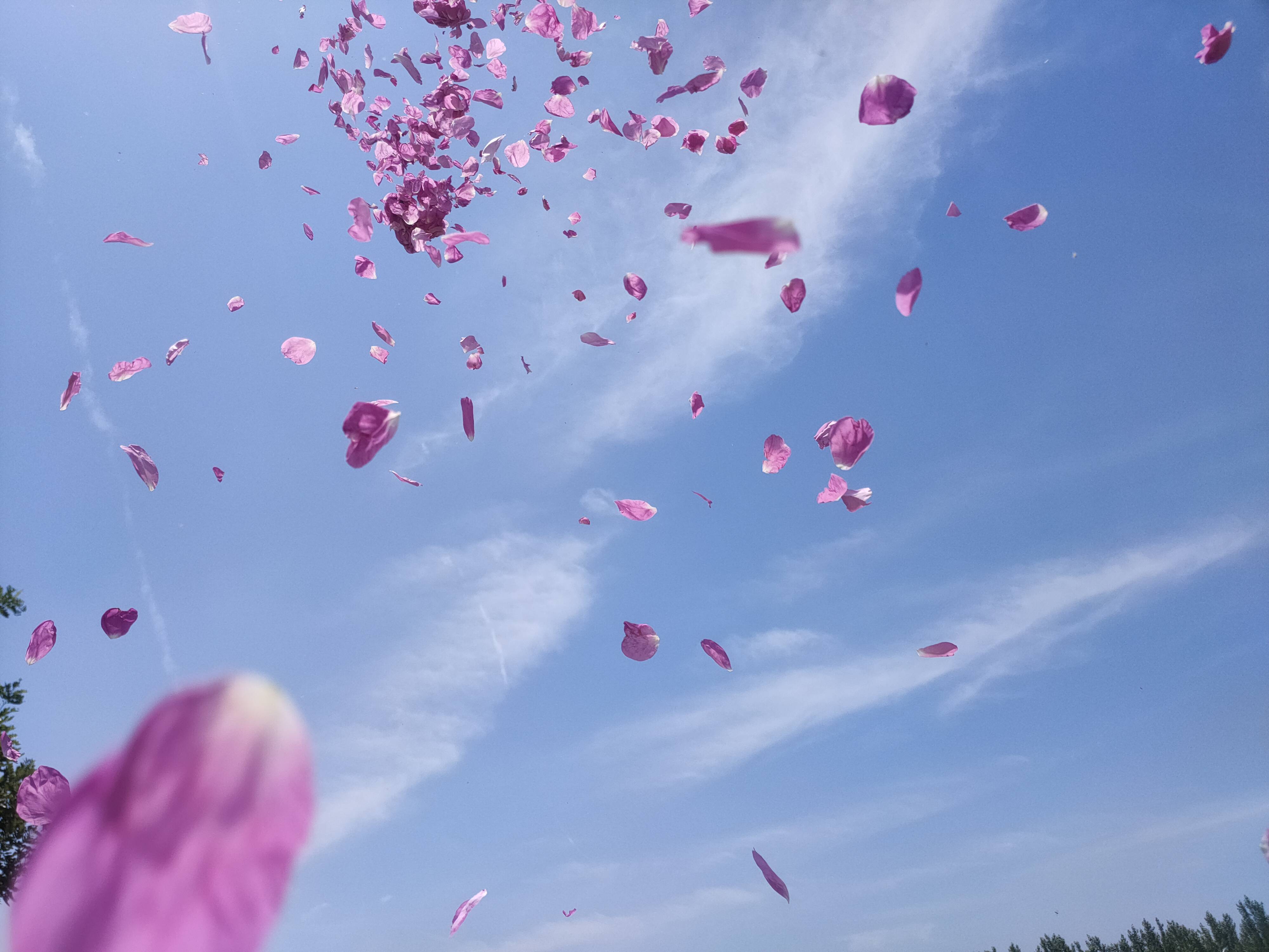 玫瑰花瓣雨一起来了解一下