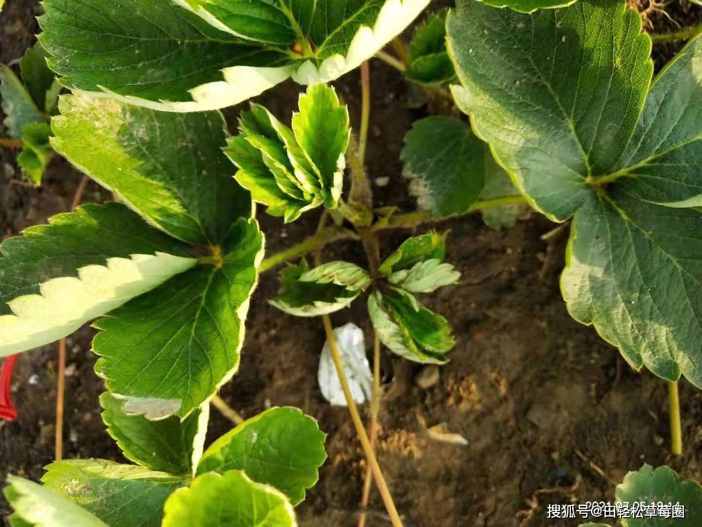 草莓芽枯病嫩芽发病用什么药预防效果好呢