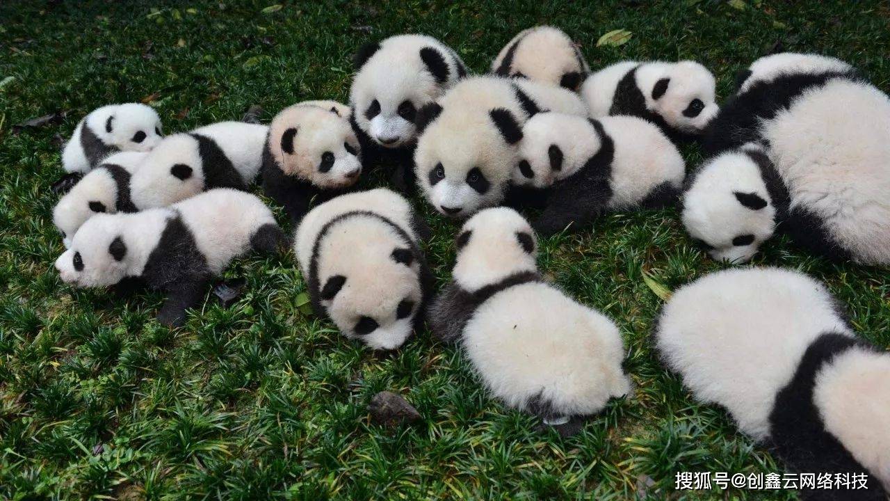 大熊猫降级啦!网友:人手一只可以吗?