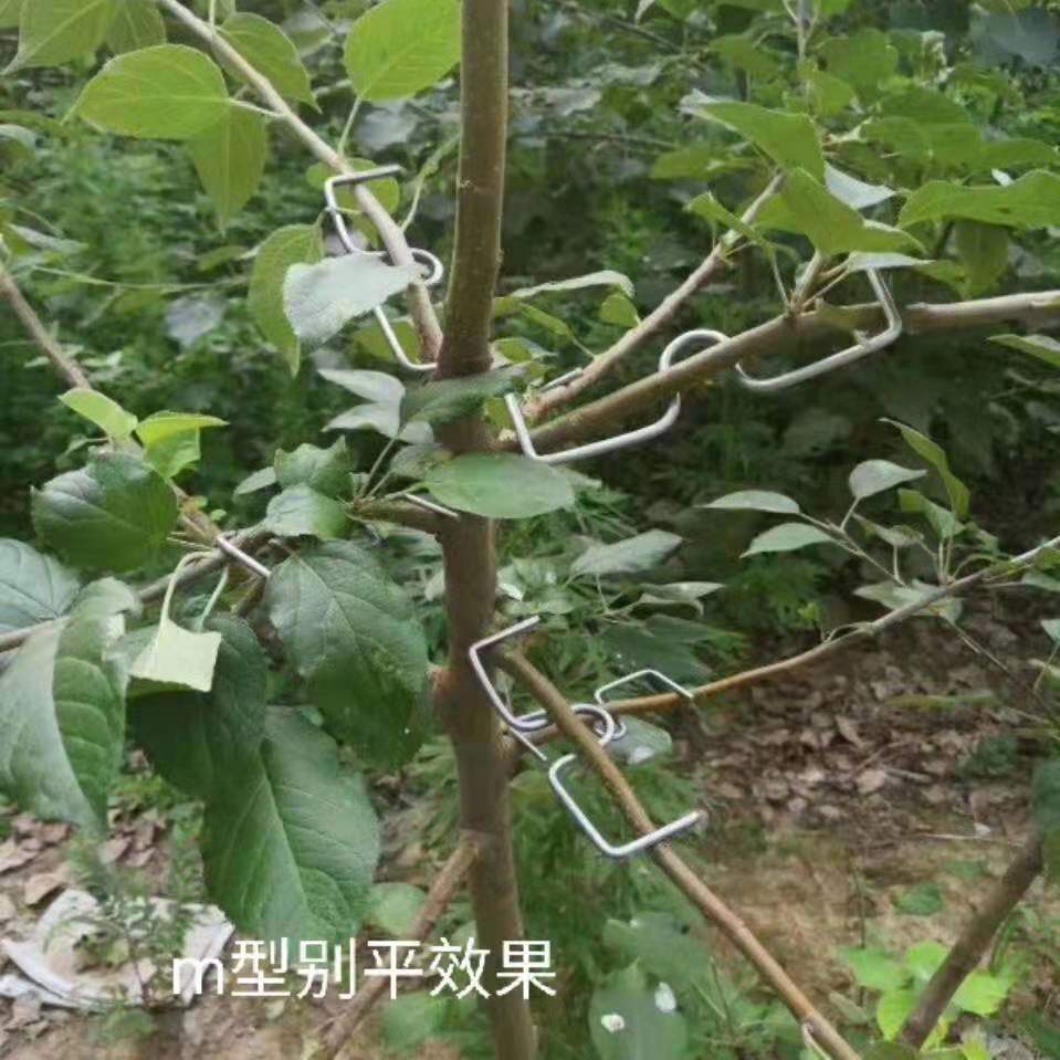 果树拉枝器开角器a果树拉枝器开角器的各种型号及使用