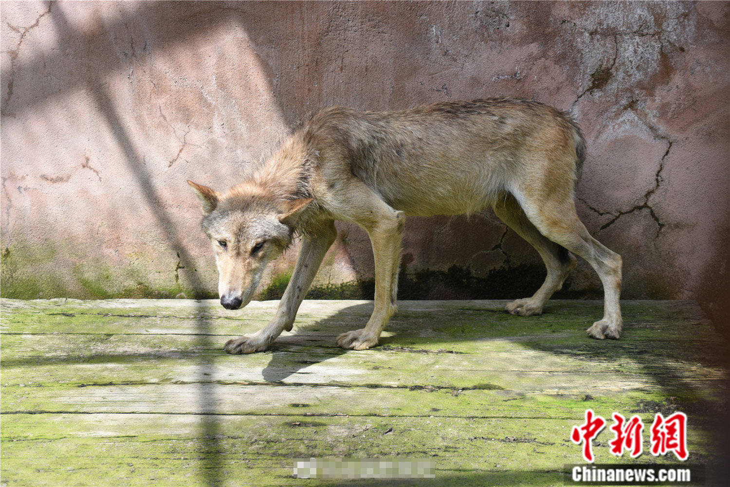 哈尔滨"进屯狼"状态好转,晚餐吃2斤半鲜肉