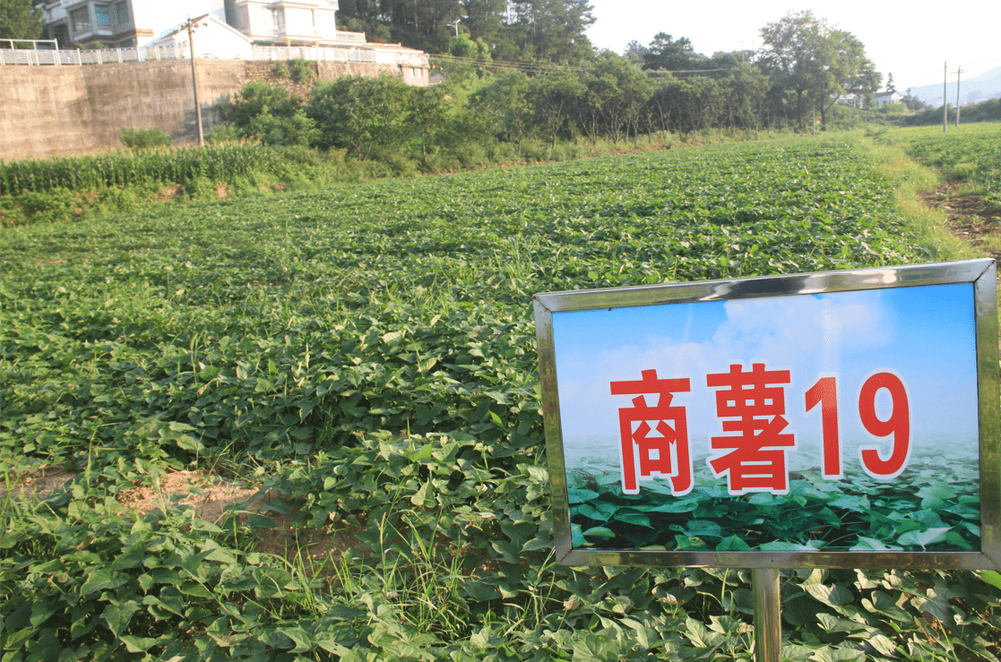 舒城县河棚镇黄河村:村集体经济发展项目特色红薯种植长势喜人_农科