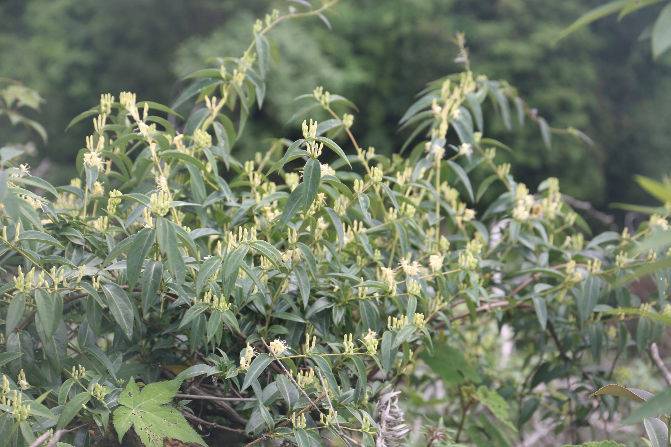 庆元植物1415-忍冬科-忍冬属-无毛淡红忍冬(变种)