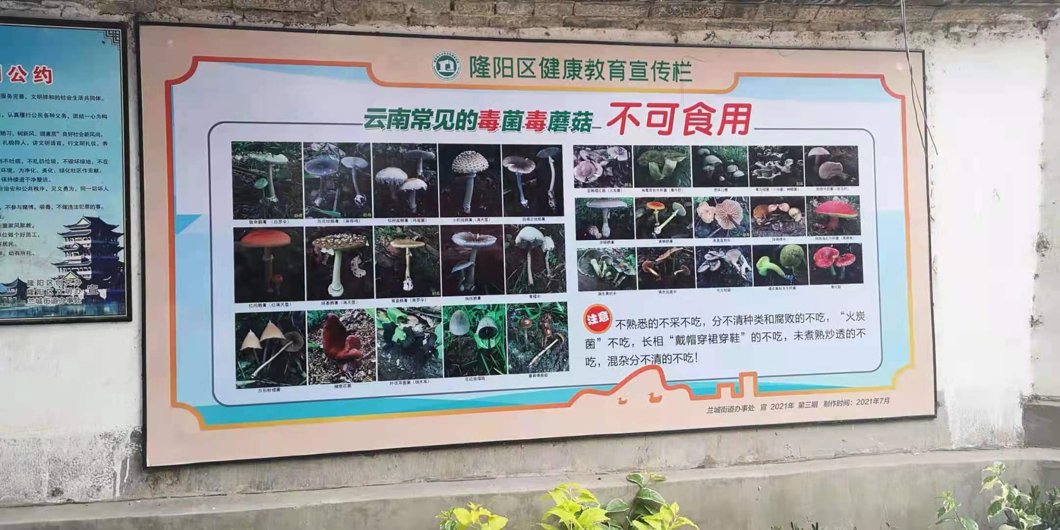 隆阳区兰城街道多种形式开展野生菌中毒防控宣传 守护群众"舌尖上"的