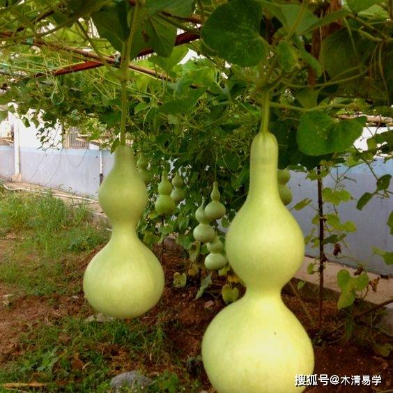 风水之宝葫芦的妙用