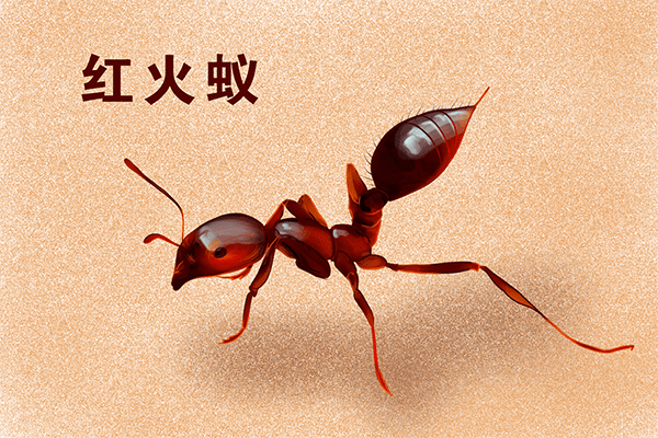 令人惶恐的红火蚁,你知道多少呢?