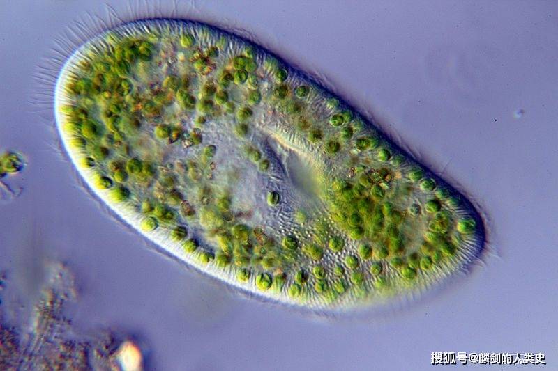 原创地球生物全系列从单细胞到人类原生生物界纤毛虫门下