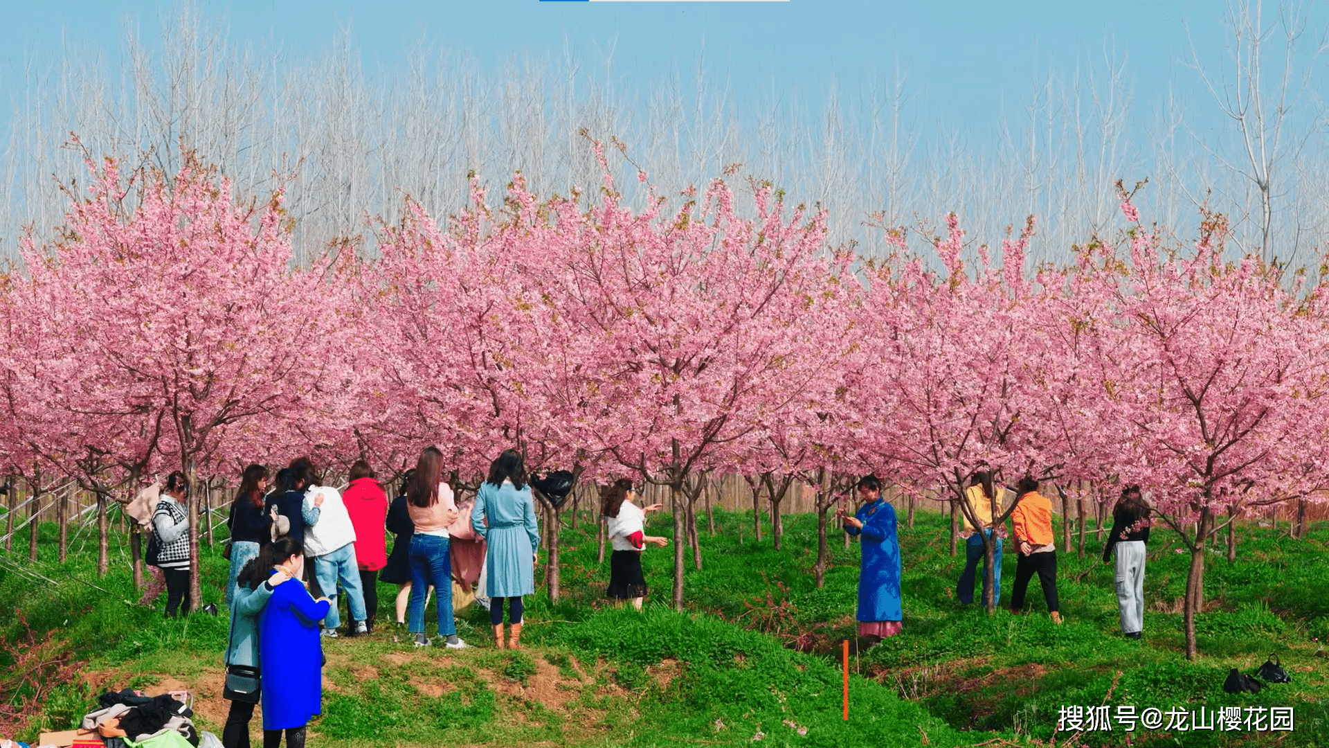 北京玉渊潭公园,湖南省森林植物园等多家国内一线樱花观光园