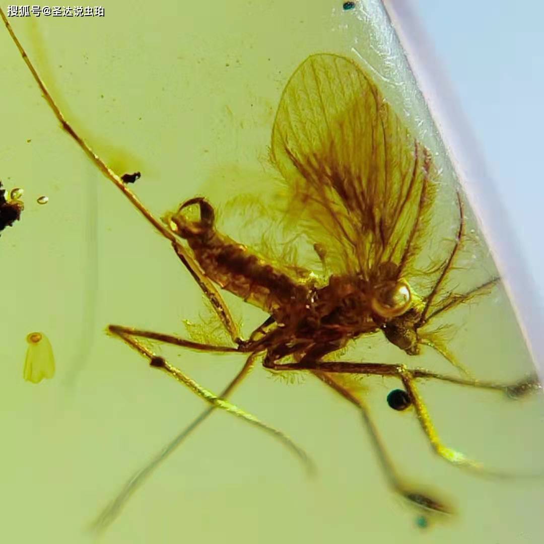 缅甸琥珀之虫珀收藏(十四)双翅目之蛾蠓科
