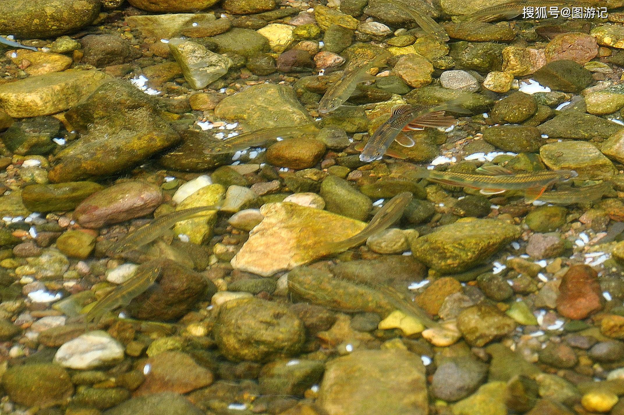 山涧野生小河鱼,煎炸,熬汤,清炒,餐桌上的美味