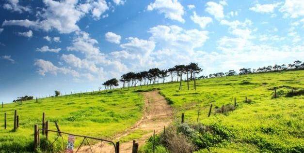 壁纸 草原 成片种植 风景 植物 种植基地 桌面 627_317