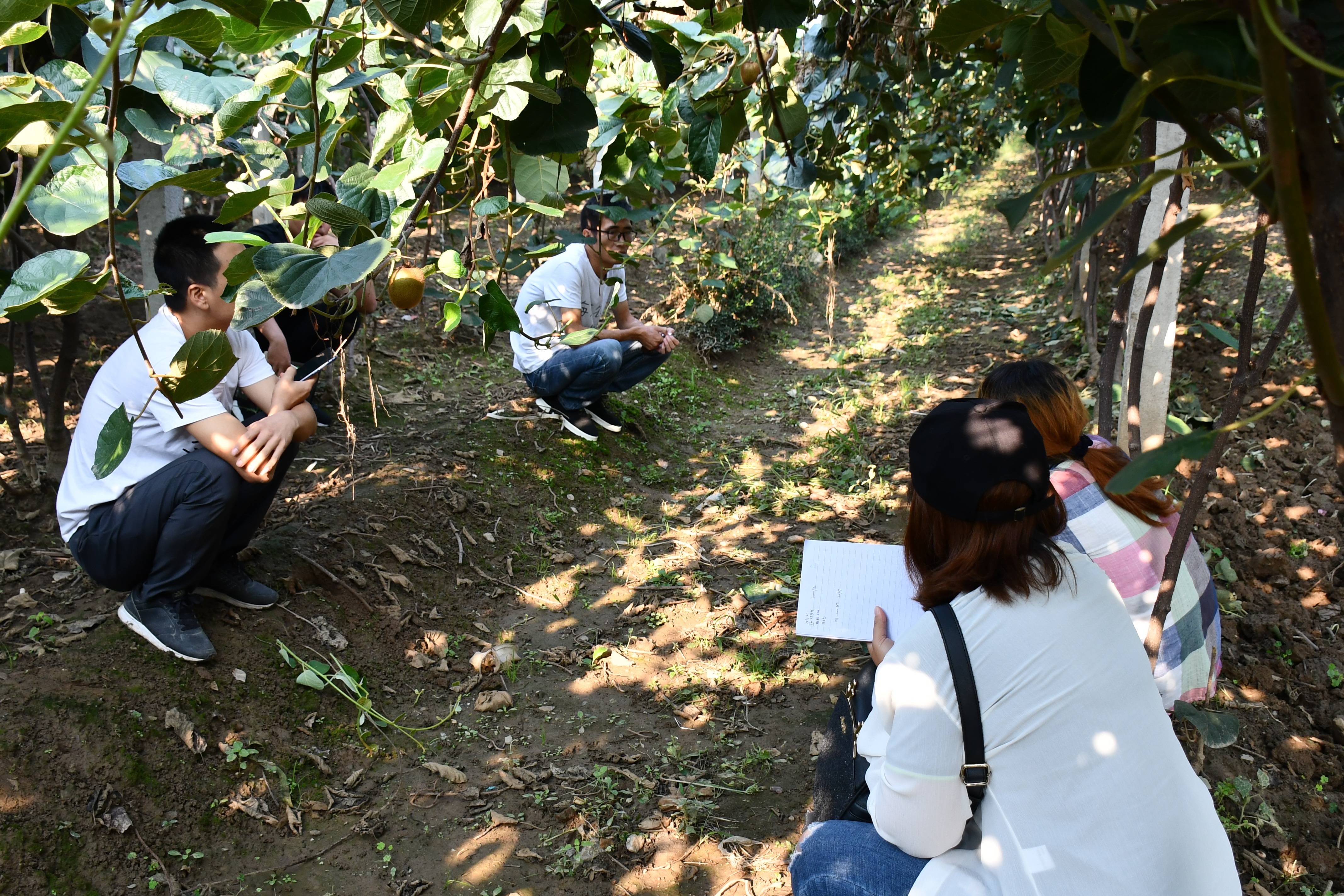 农极客肖玉成老师带队回访周至猕猴桃种植基地