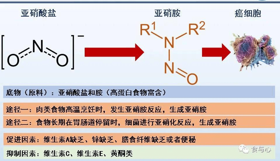 剩菜酸菜和肉中的亚硝酸盐居然对人有益关键在于抑制亚硝胺形成