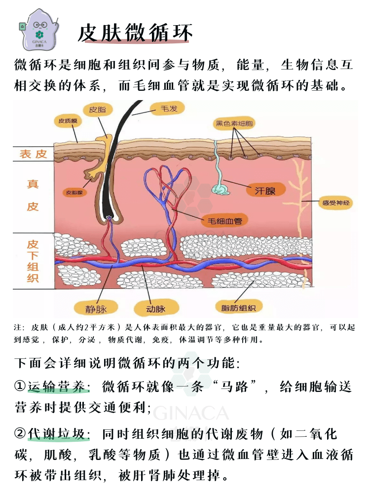 抗初老之皮肤微循环科普级皮肤手册