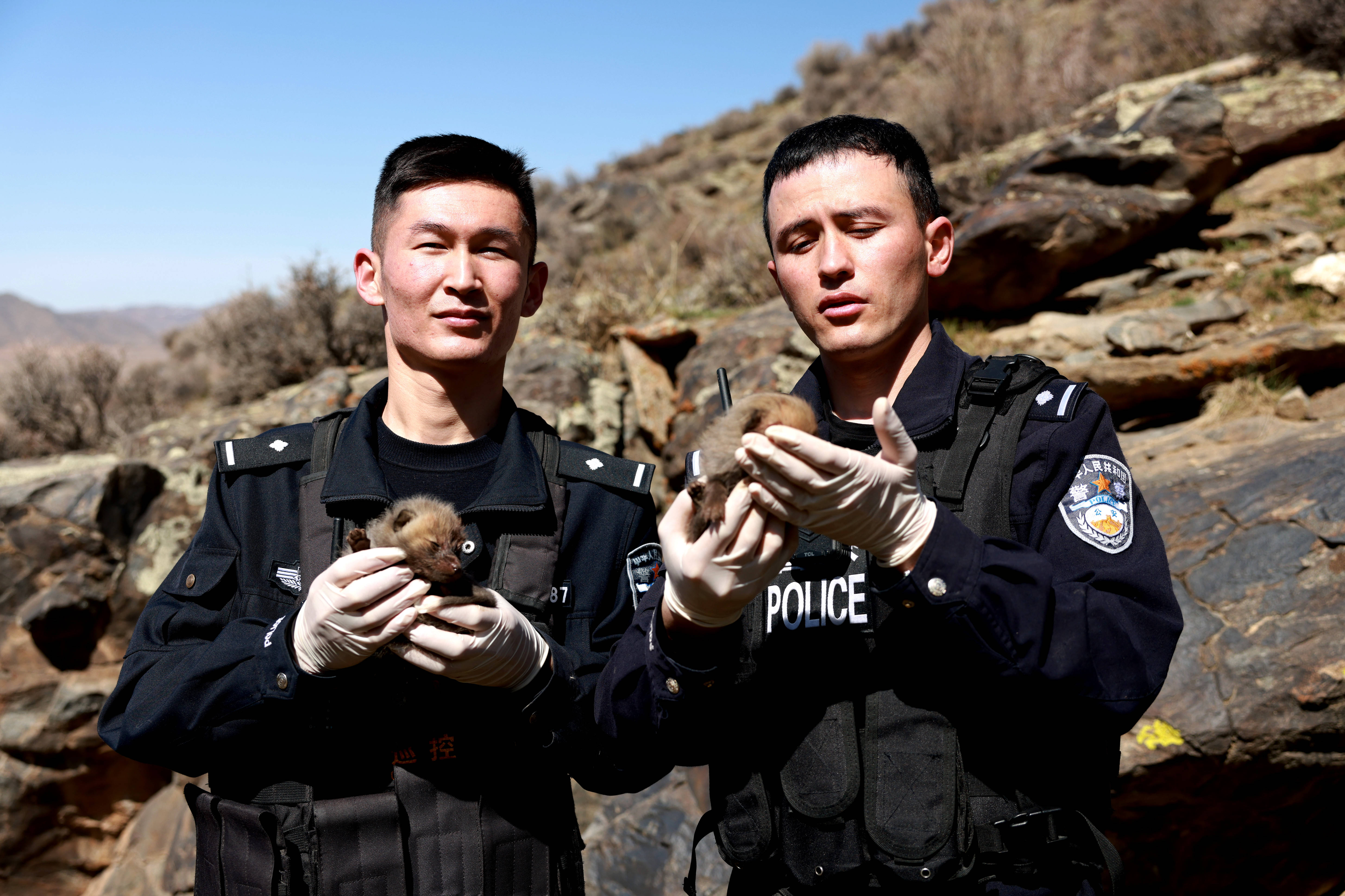 警察及时进行简单救治包扎,通过与富蕴县野生动物救助站人员现场辨认