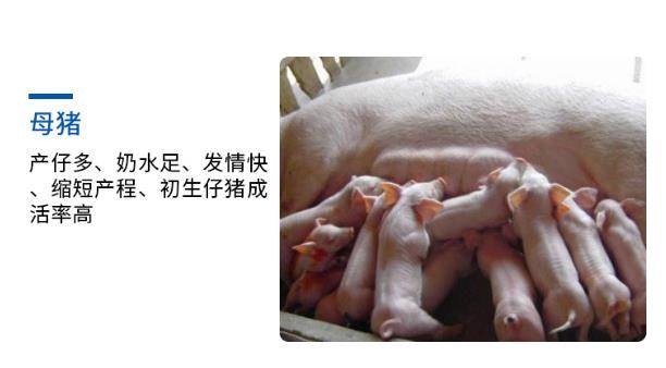 养殖_效果_仔猪