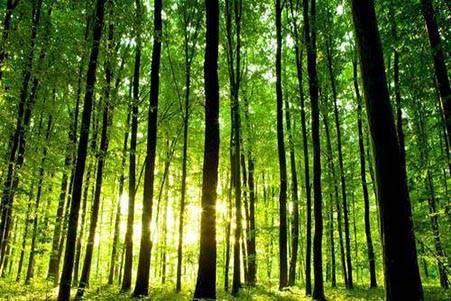 十天干中甲木人是什么样的性格?