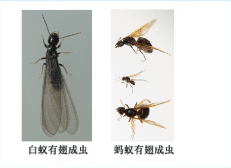 白蚁怎么才能消灭干净