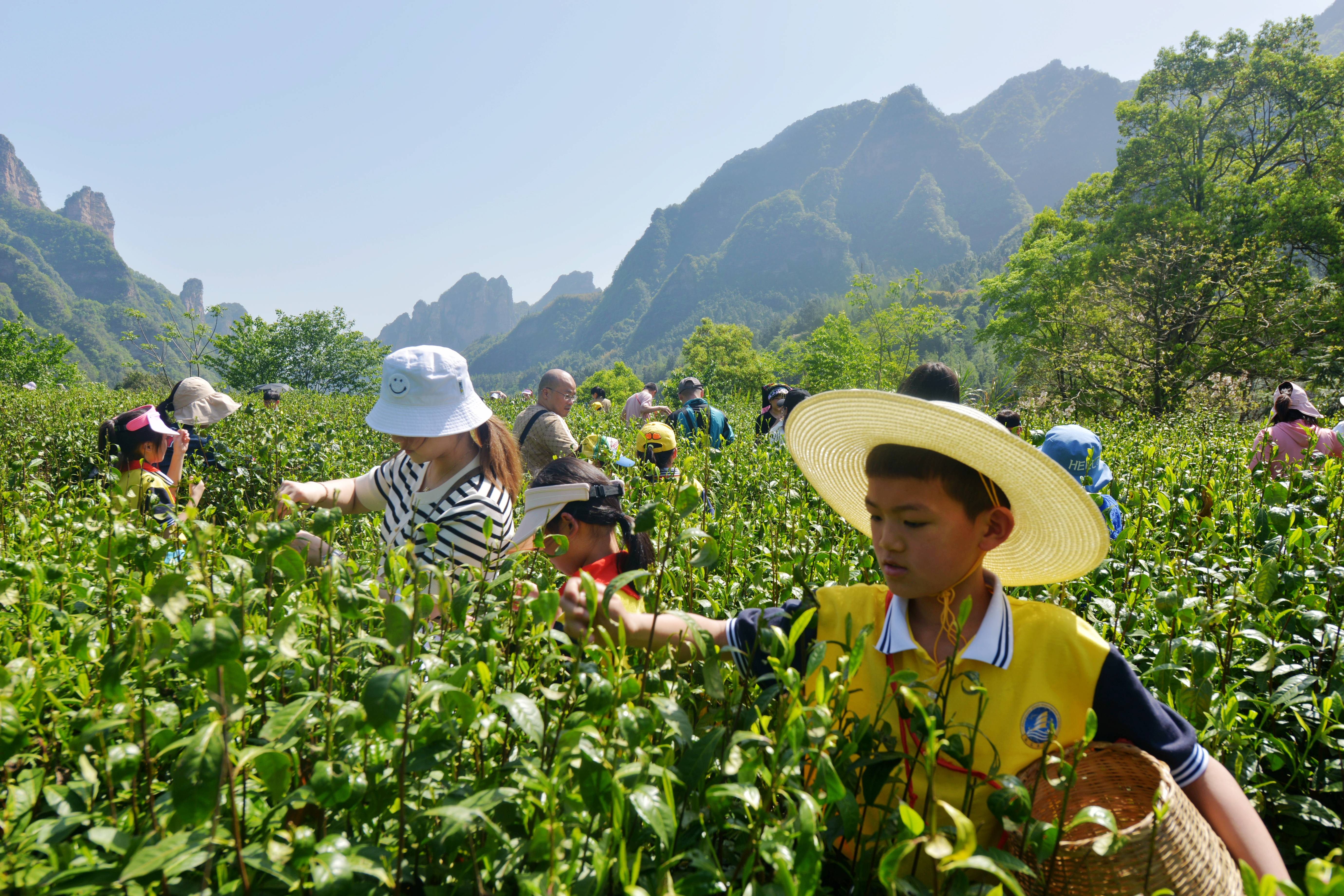 张家界金海尝试学校：莘莘学子采茶欢 劳动教育助双减（组图）