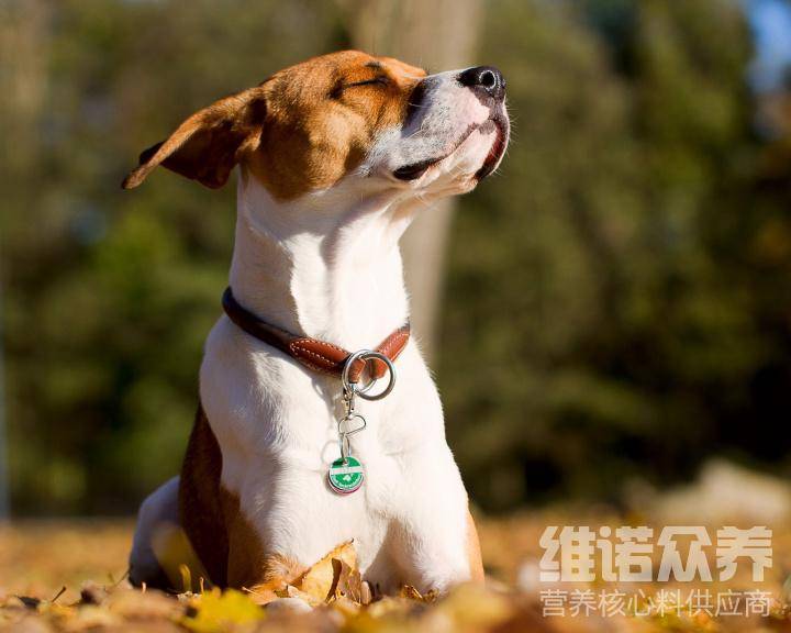 狗粮配方有哪些原料，宠物狗粮配方大全